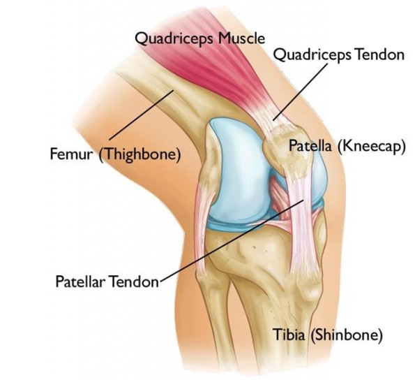 knee anatomy