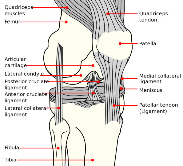 Knee_diagram.svg-2