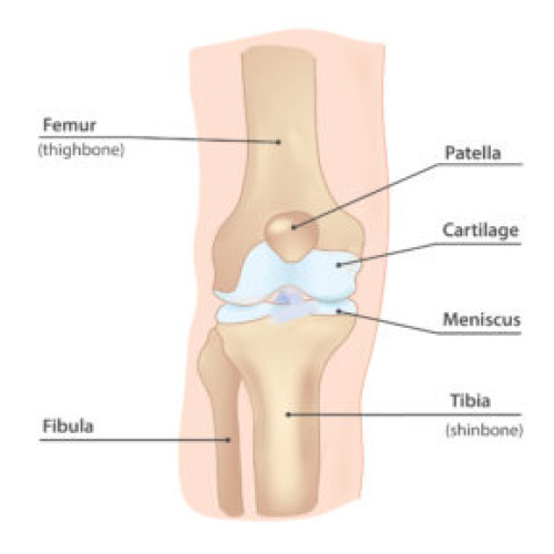 Knee Meniscal Injury