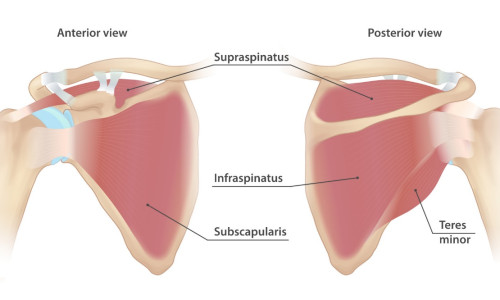 rotatorcuffrelatedpain