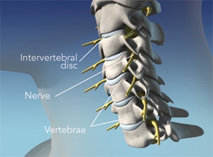 spine2